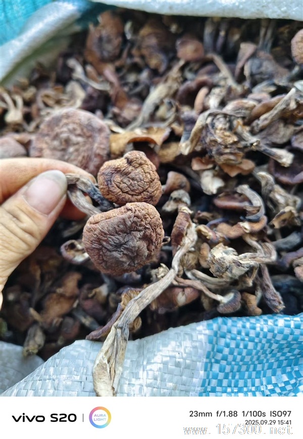 賣蘑菇