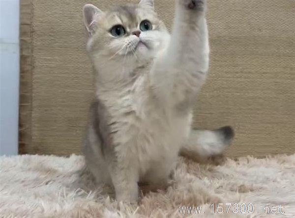 免費送貓?。?！